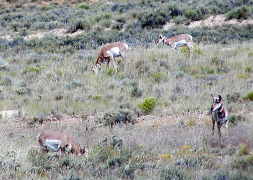 Antalope at Bryce