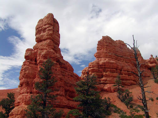 Dixie Forest