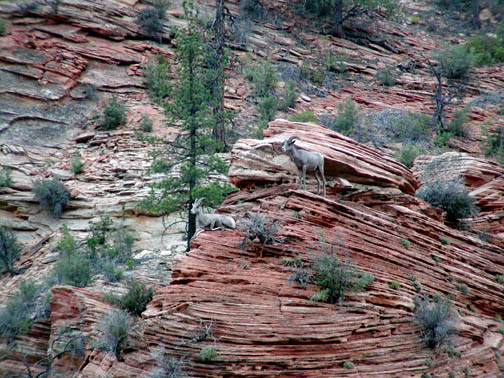 Big horn sheep