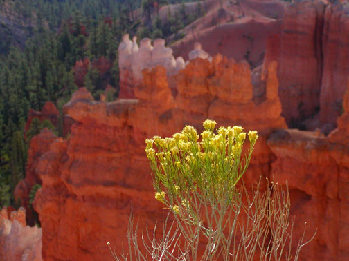 Bryce National Park