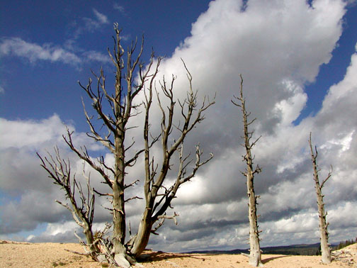 Bryce National park