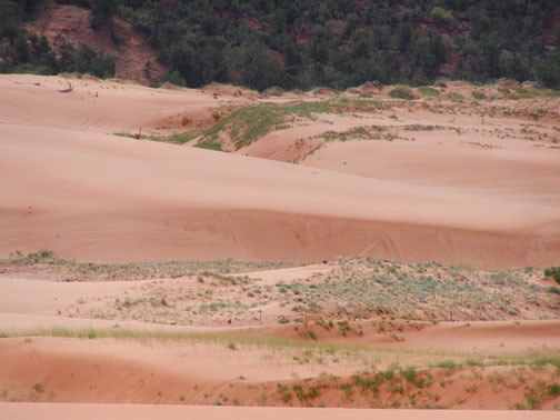 Coral Pink Sand Dunes