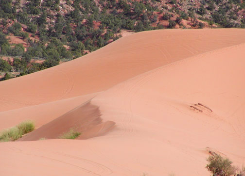 Coral Pink Sand Dunes