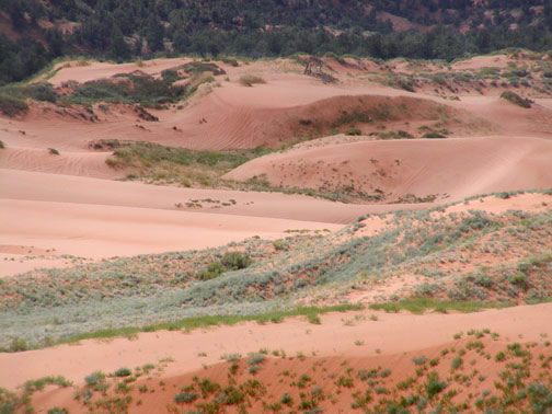 Coral Pink Sand Dune park