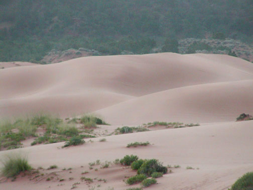 Coral Pink Sand Dune park