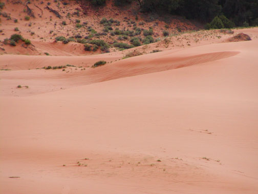 Coral Pink Sand Dune park