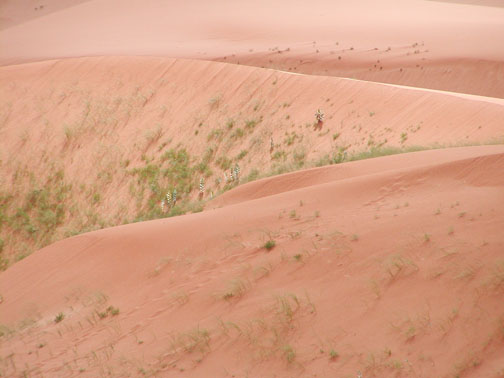 Coral Pink Sand Dune park