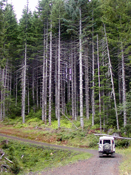 Linus Dormobile in Tillamok Forest