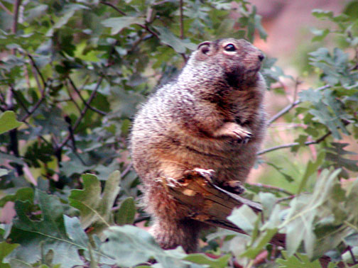 squirrel