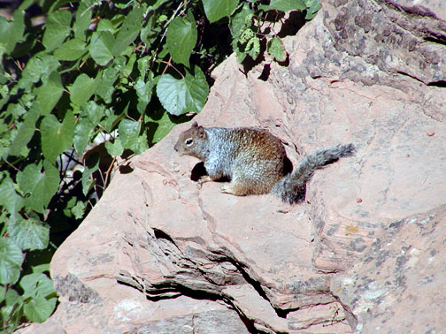 squrrel