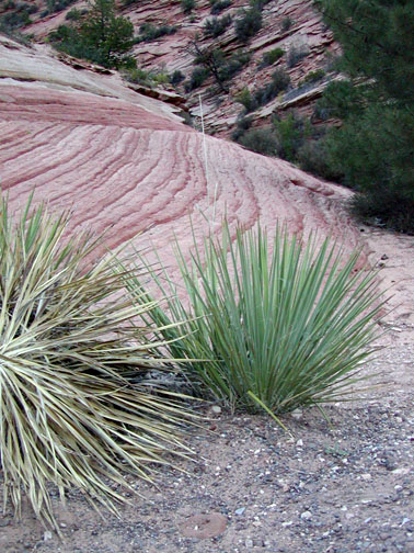 Vally of Fire petroglyphs