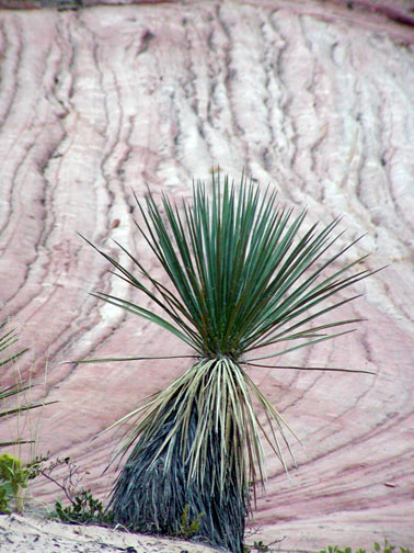 Zion